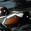 Harlequin Duck